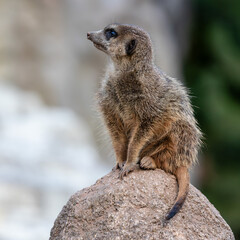 Meerkat, Suricata suricatta sitting on a stone and looking into the distance