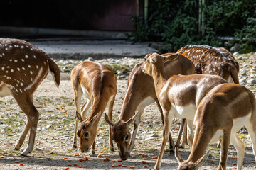 Chital or cheetal deer, Axis axis, also known as spotted deer or axis deer .