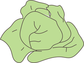 Hand drawn cabbage illustration on transparent background.