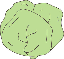 Hand drawn cabbage illustration on transparent background.
