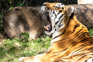 The Siberian tiger,Panthera tigris altaica in a park