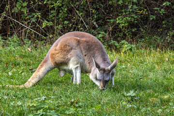 Naklejka na ściany i meble Red kangaroo, Macropus rufus in a german park
