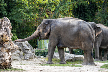 Fototapeta premium The Asian elephant, Elephas maximus also called Asiatic elephant