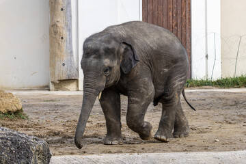 Fototapeta premium The Asian elephant, Elephas maximus also called Asiatic elephant