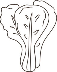 Hand drawn lettuce illustration on transparent background.
