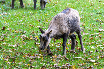 Apennine chamois, Rupicapra pyrenaica ornata, is living in Italy and Spain