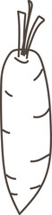 Hand drawn Radish illustration on transparent background.
