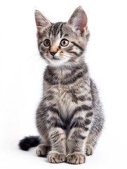 Obraz premium Cute, beautiful gray striped kitten sitting full-length and looking away on white background. Animal Protection Day.