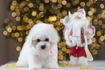 The bichon frise puppy