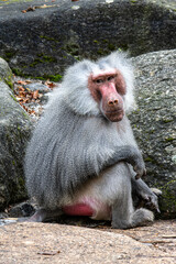 Hamadryas baboon, papio hamadryas, sitting together and grooming each other.
