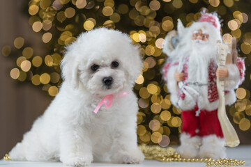 The bichon frise puppy