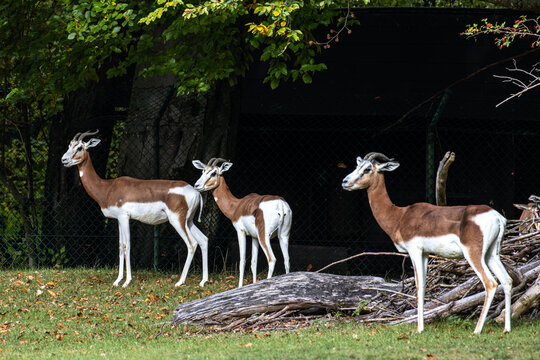 Dama gazelle, Gazella dama mhorr or mhorr gazelle is a species of gazelle