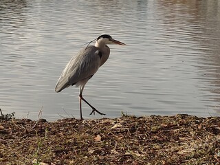 great blue heron standing waterside beautifully