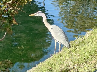 great blue heron standing waterside beautifully