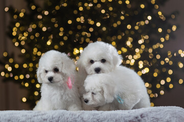 The bichon frise puppy