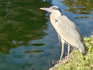 great blue heron standing waterside beautifully