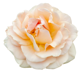 Fresh beautiful beige pink rose isolated on a transparent background. Detail for creating a collage