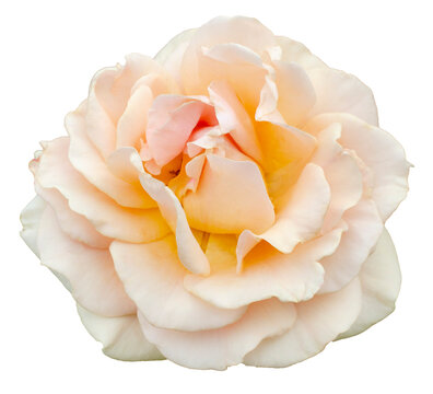 Fresh beautiful beige pink rose isolated on a transparent background. Detail for creating a collage