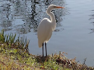 Fototapeta premium great white heron standing waterside beautifully