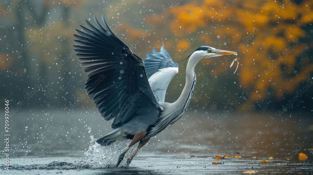 Poster a bird that is standing in the water with it's wings open and it's head in the water with it's mouth