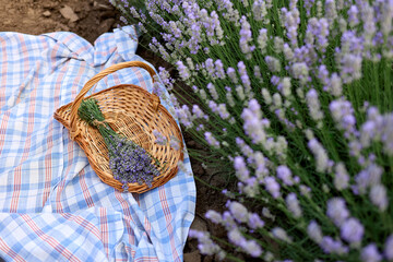 Wicker basket of freshly cut lavender flowers a field of lavender bushes. The concept of spa, aromatherapy, cosmetology and relaxation