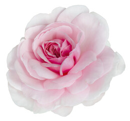 Fresh beautiful pink rose isolated on a transparent background. Detail for creating a collage - 709976459