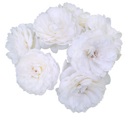 Beautiful bouquet of white roses isolated on transparent background. Detail for creating a collage - 709976677