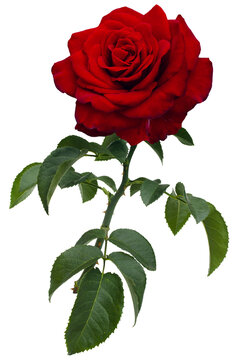 Dark red rose with green leaves isolated on transparent background