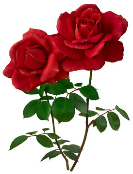 Two dark red roses with green leaves isolated on transparent  background