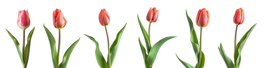 Beautiful pink Tulips (Lily) buds isolated on white background,  clipping path.