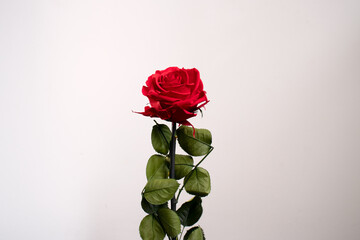 Rosa roja conservada y aislada sobre fondo blanco. concepto del día de san Valentín