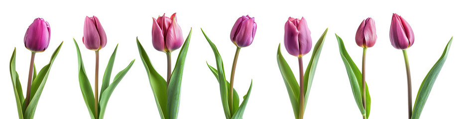 Beautiful purple Tulips (Lily) buds isolated on white background,  clipping path. - obrazy, fototapety, plakaty