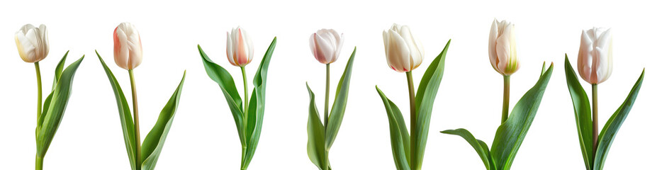 Beautiful white Tulips (Lily) buds isolated on white background,  clipping path.