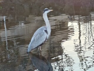 great blue heron standing waterside beautifully