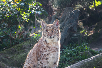 Eurasian Lynx, Lynx lynx, a medium-sized wild cat genus Lynx. Portrait