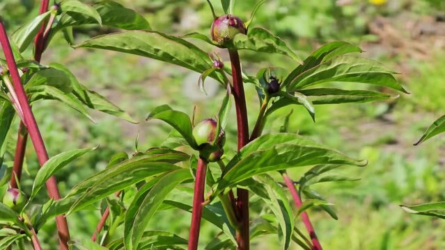 Leaves and young buds of a garden Peony in the spring

