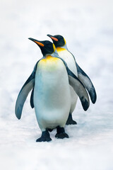Obraz premium Two funny King Penguins in the snow