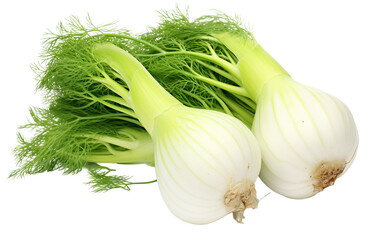 Fennel in Isolation Isolated on Transparent Background PNG.