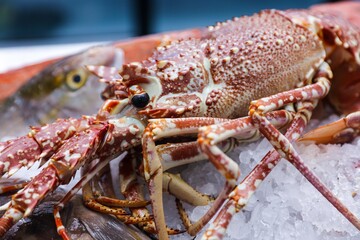 lobster crab