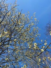 natural plant background. Branches with willow buds in early spring against a background of blue sky close-up