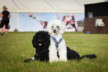 Group of poodles is sitting in nature. Family time, same breed, summer day.	
