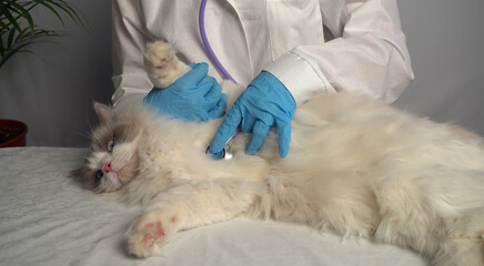 Cat, veterinarian, medical massage of the animal.