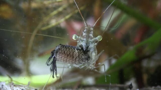 FLORIDA - 12.14.2023 - Close-up front view of a glass shrimp beginning to eat a dead fish.