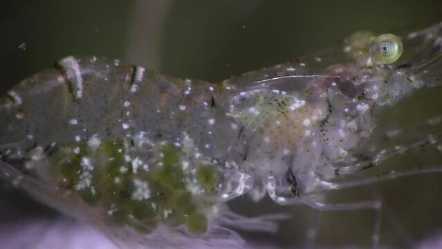 FLORIDA - 12.14.2023 - Close-up of a glass shrimp carrying many eggs inside it.