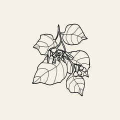 Line art Alangium chinense drawing	