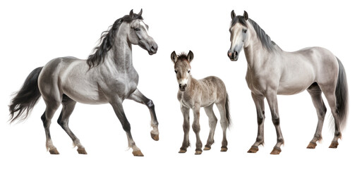 Group of roan horses: mare, stallion and foal, animal family isolated on transparent background. PNG clip art elements.