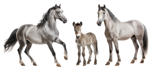 Group of roan horses: mare, stallion and foal, animal family isolated on transparent background. PNG clip art elements.