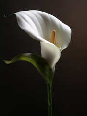 digital painting of Lily, dark background created with Generative Ai