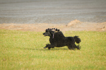 Dog is running in agility. Amazing evening, Hurdle having private agility training for a sports competition	