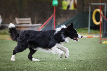 Fototapeta premium Dog is running in agility. Amazing evening, Hurdle having private agility training for a sports competition 